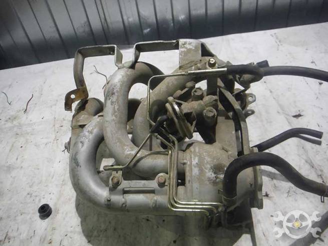 MN137916 MN137916